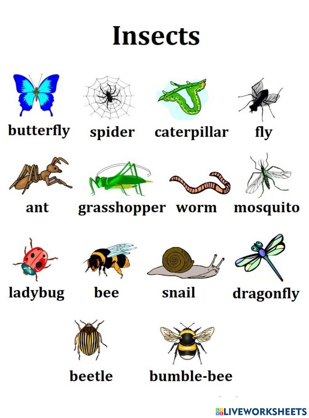 Insects