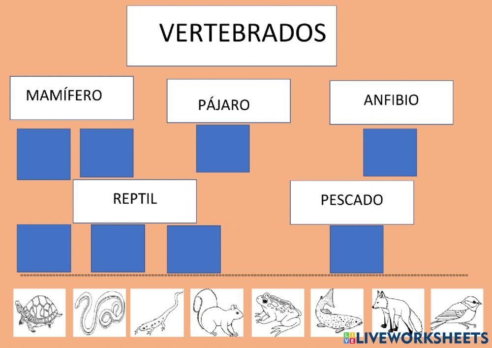 Clases de vertebados e invertebrados