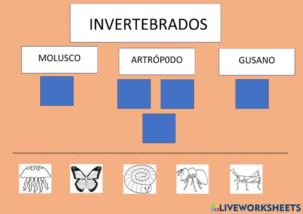 Clases de vertebados e invertebrados