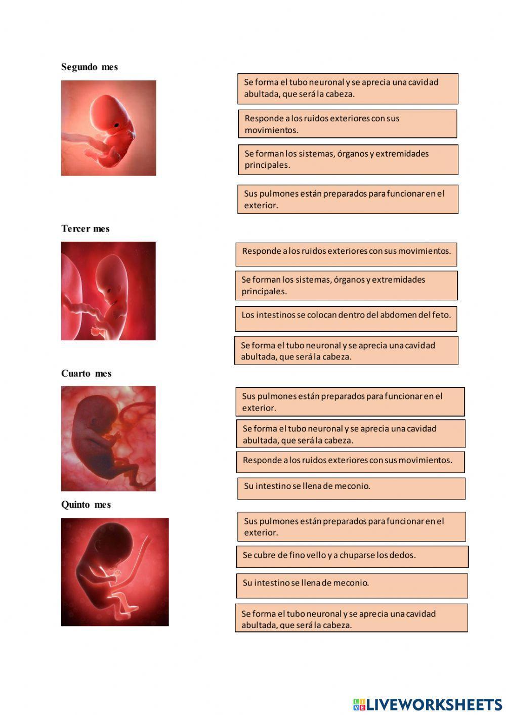 Reproducción y desarrollo embrionario