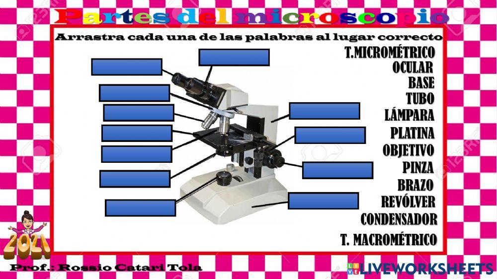 Partes del microscopio