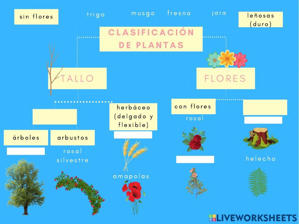 Clasificación de las plantas