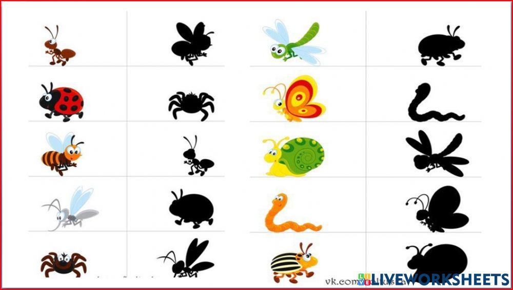 Εντομα και σκιες