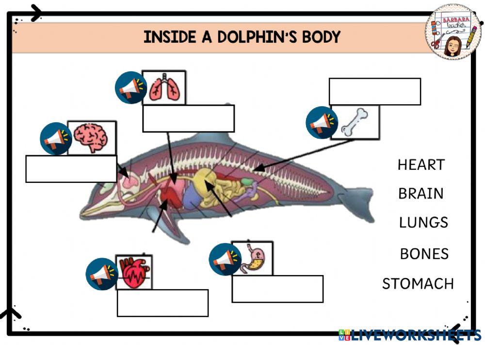 Inside body