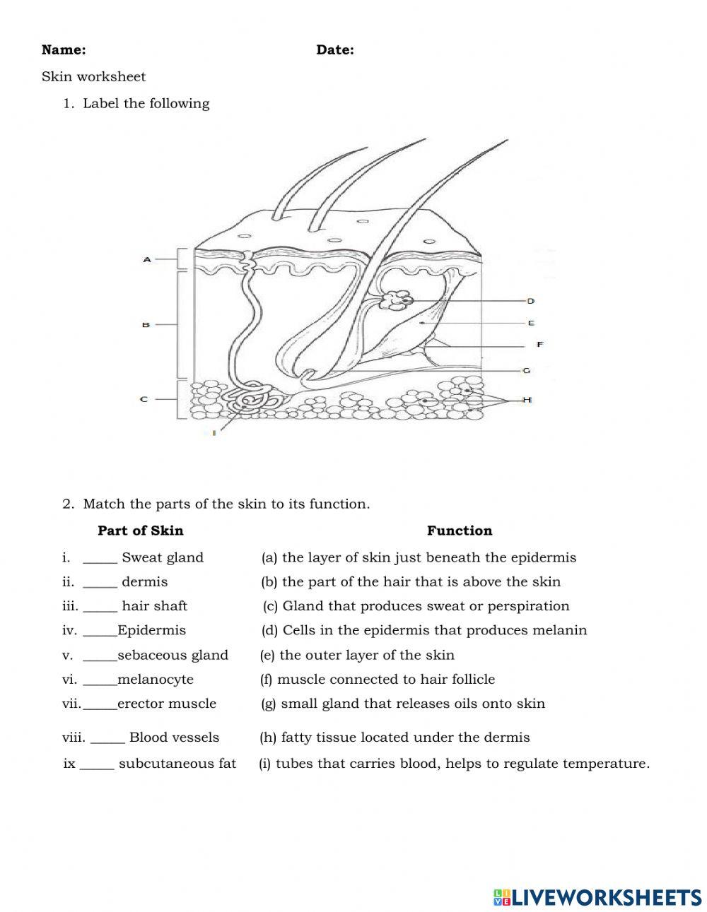 Skin | Free Interactive Worksheets | 4960591