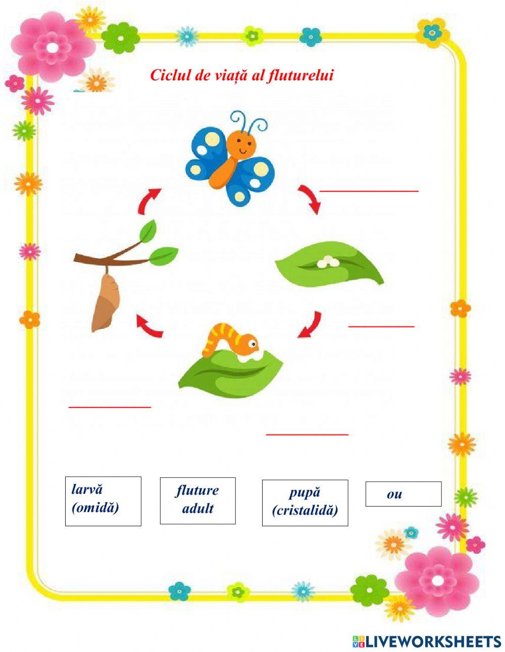 Ciclul de viață al fluturelui