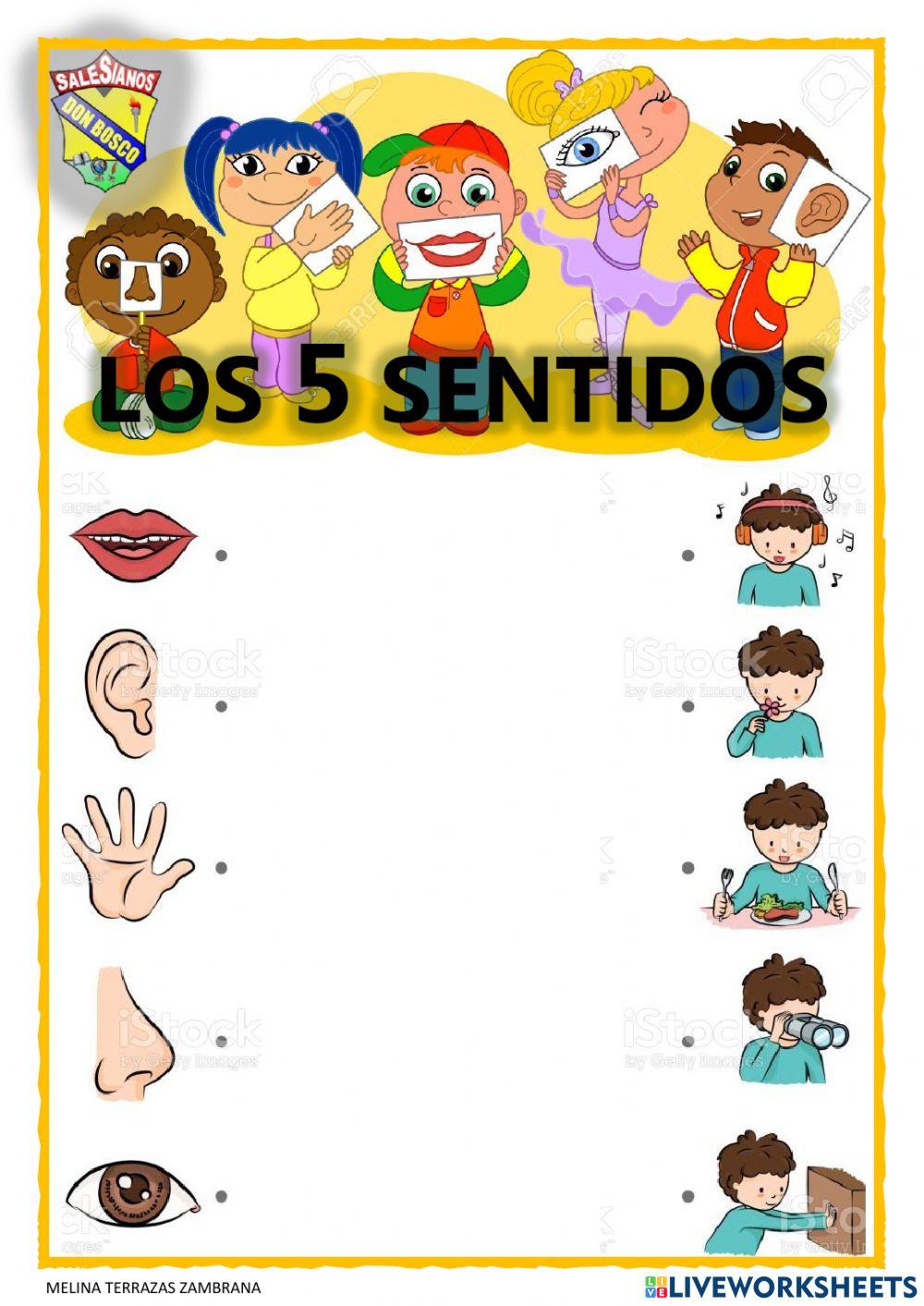 Los 5 sentidos