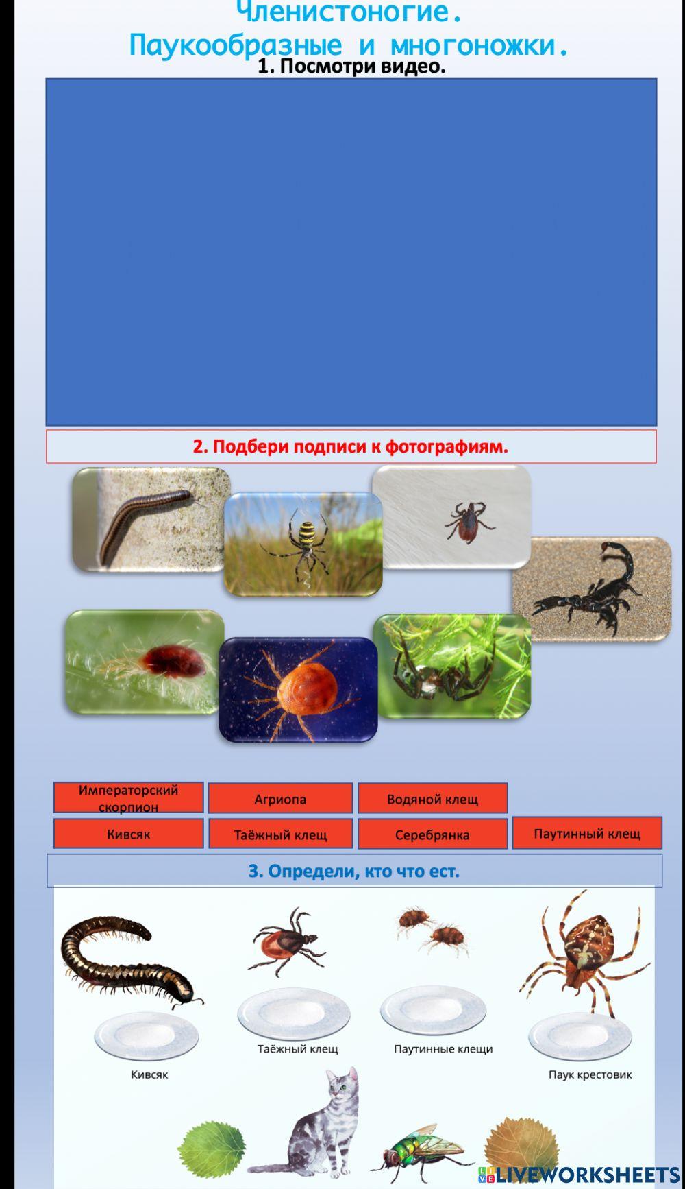 Окружающий мир. Членистоногие. Паукообразные и многоножки
