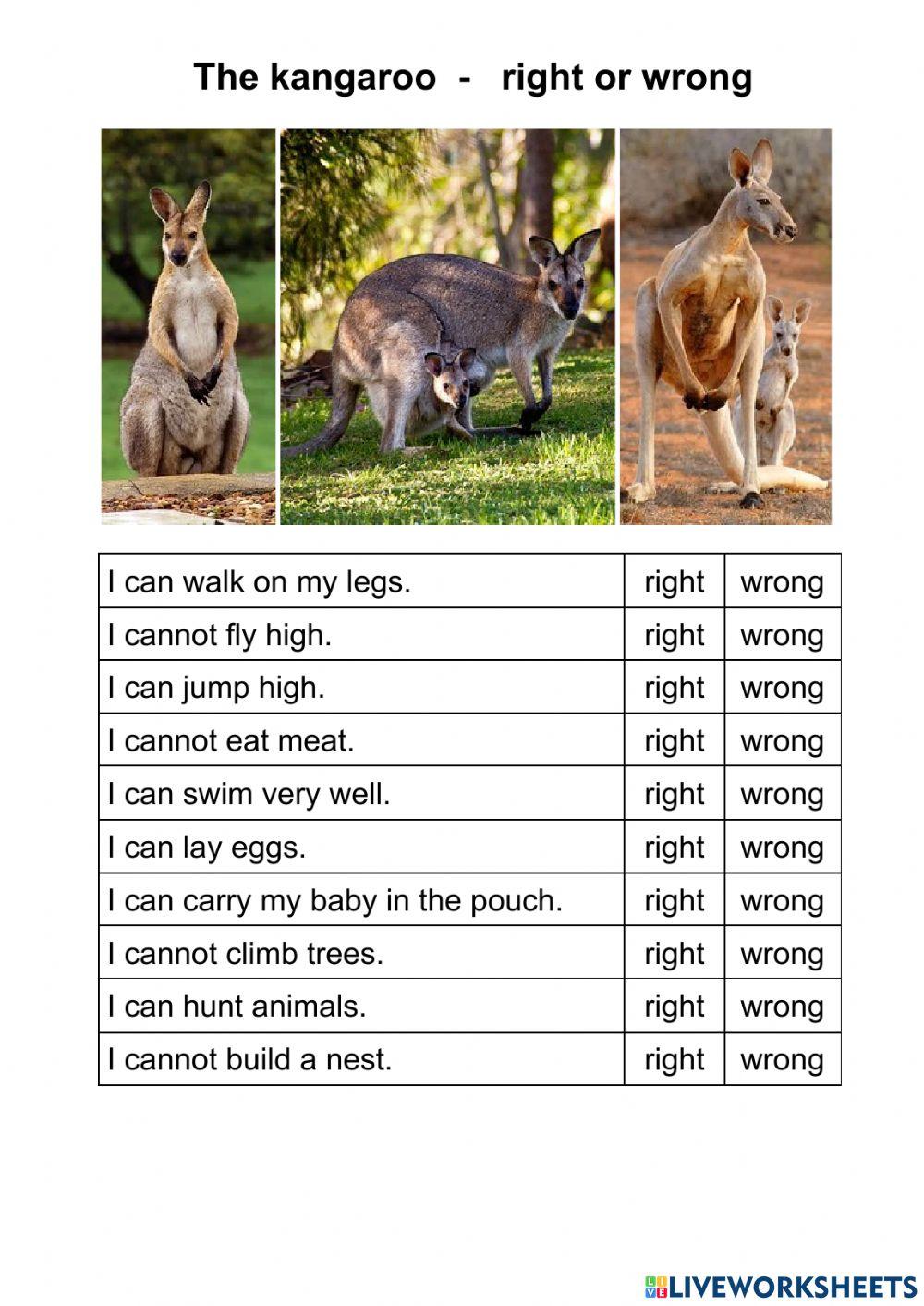The kangaroo - right or wrong
