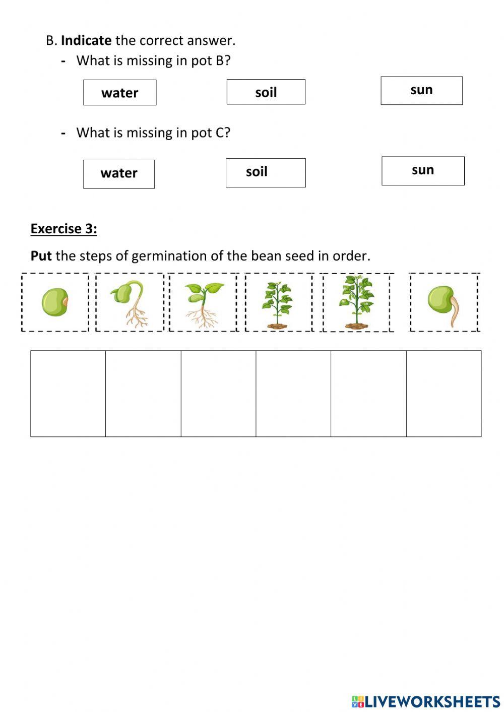 917989 Seeds Germination halamasri LiveWorksheets