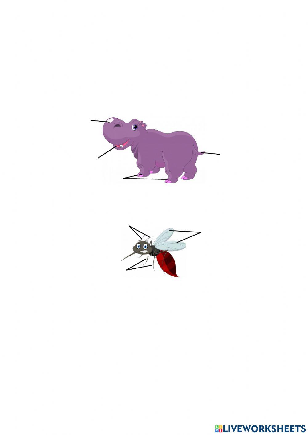 Parts del cos dels animals