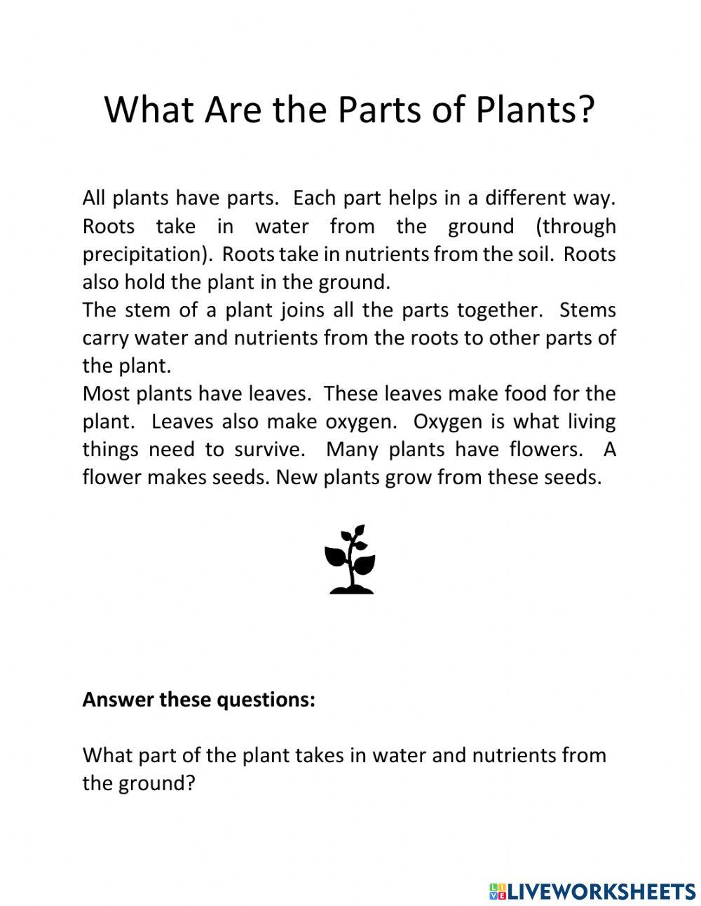 What Are the Parts of a Plant?