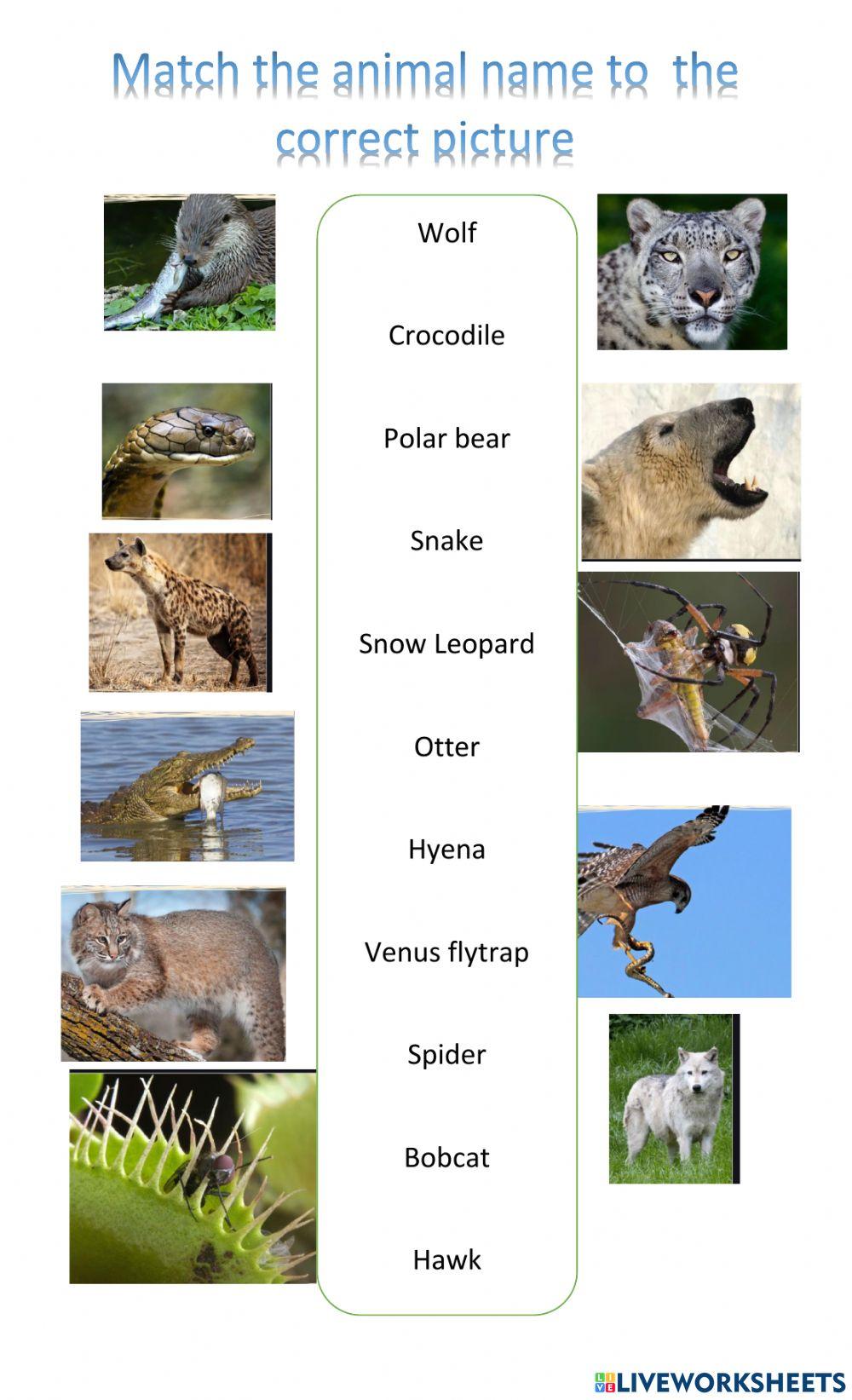 Animals carnivores