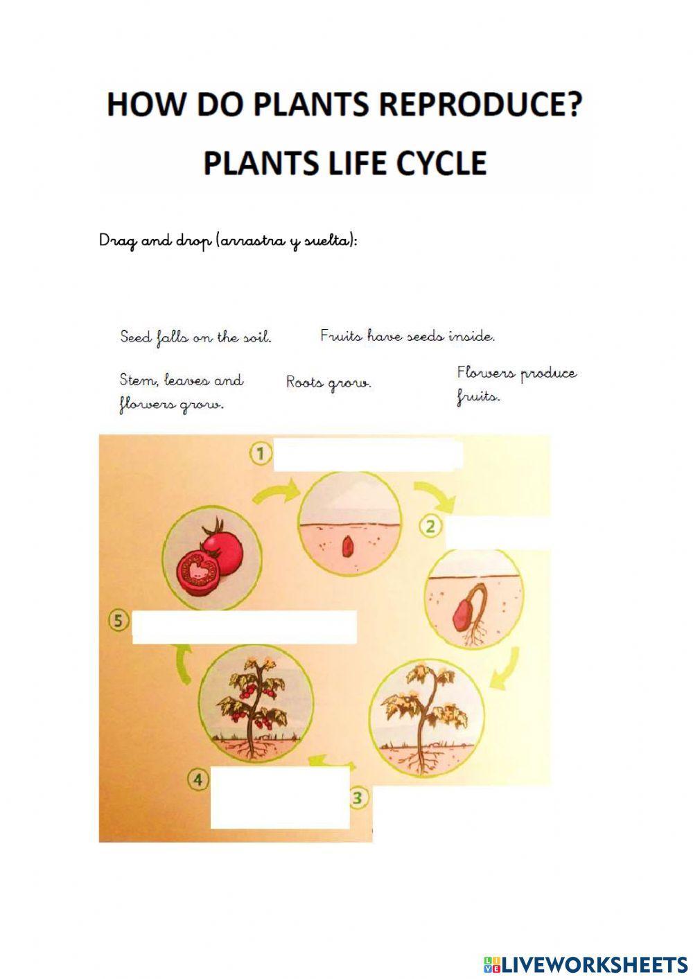 How do plants reproduce? Life cycle of a plant