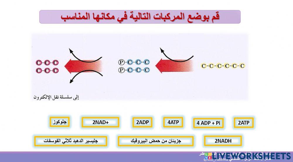 التنفس الهوائي
