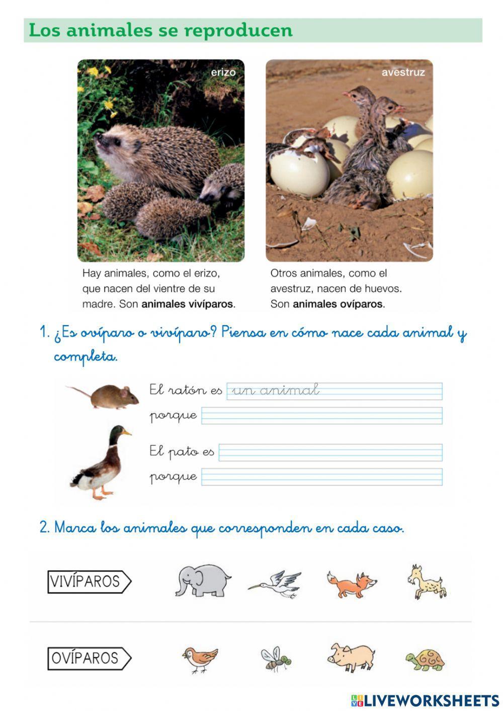 Reproducción de los animales