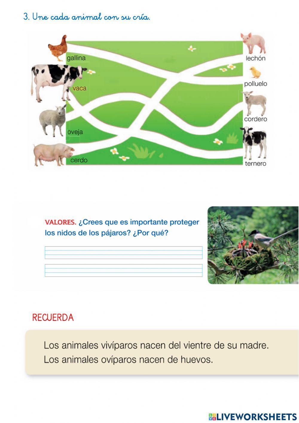 Reproducción de los animales