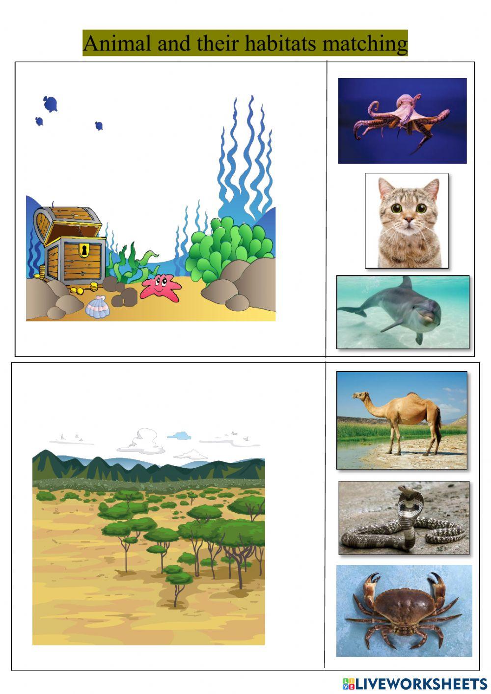 Animal and their habitat