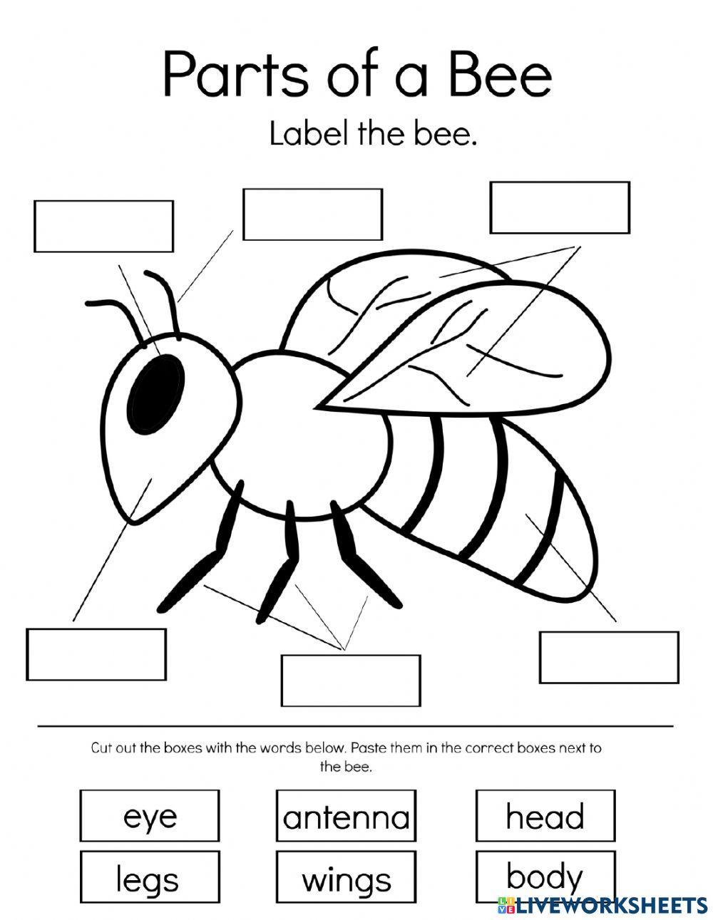 Label the honey bee