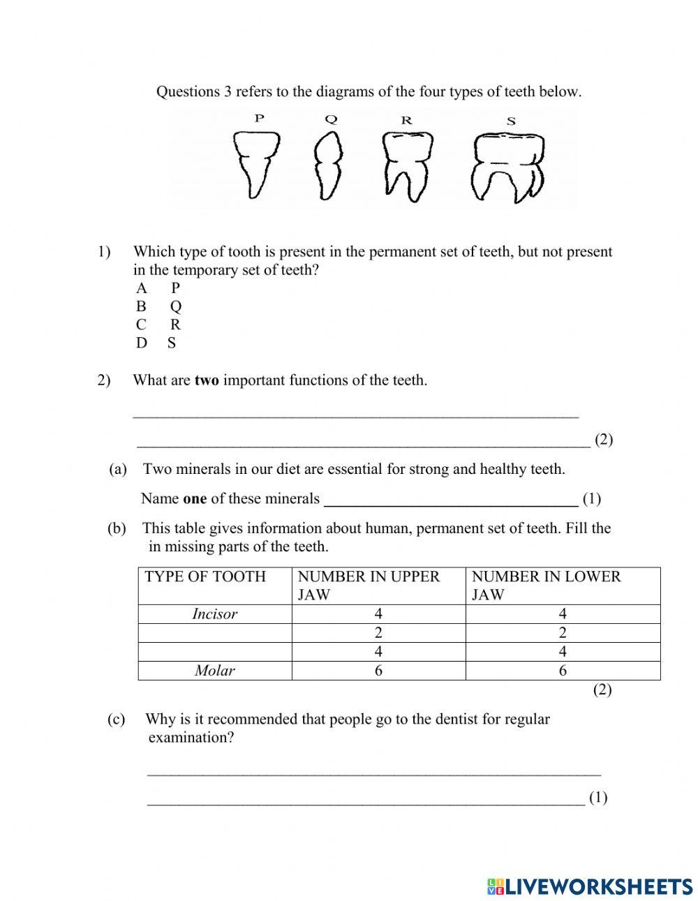 Four structure of teeth