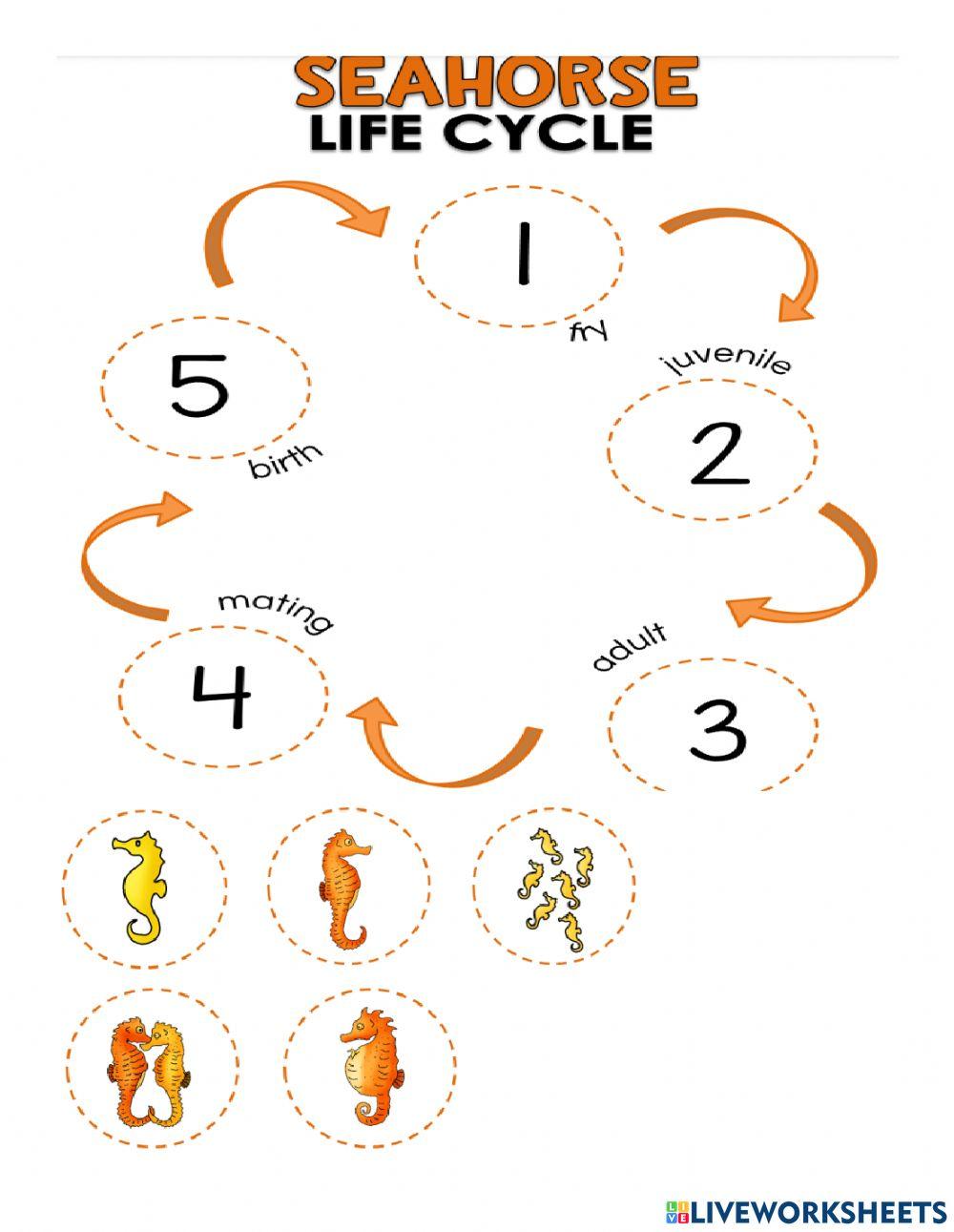 Life Cycle Seahorse