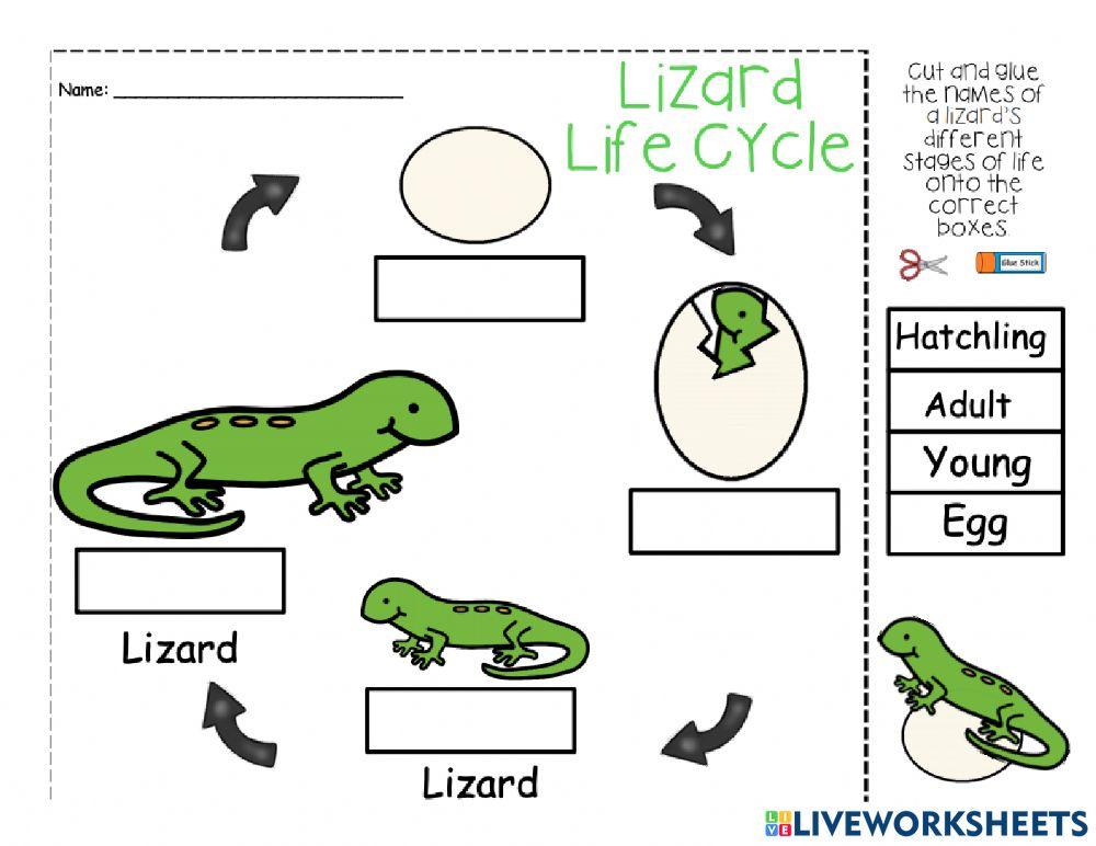 Lizard Life Cycle