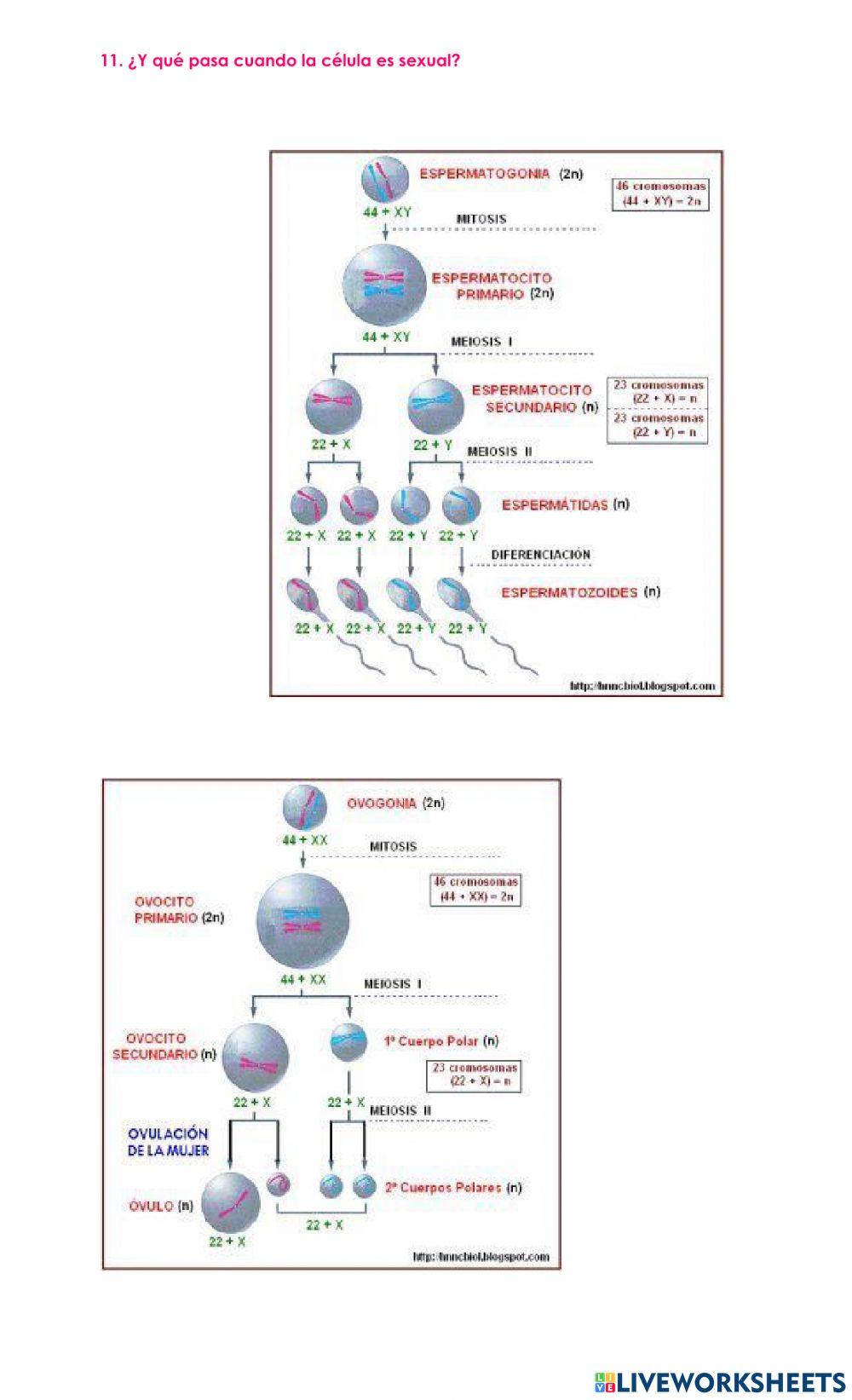 Mitosis y meiosis