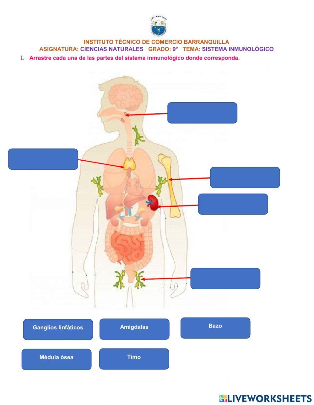 Sistema inmunológico