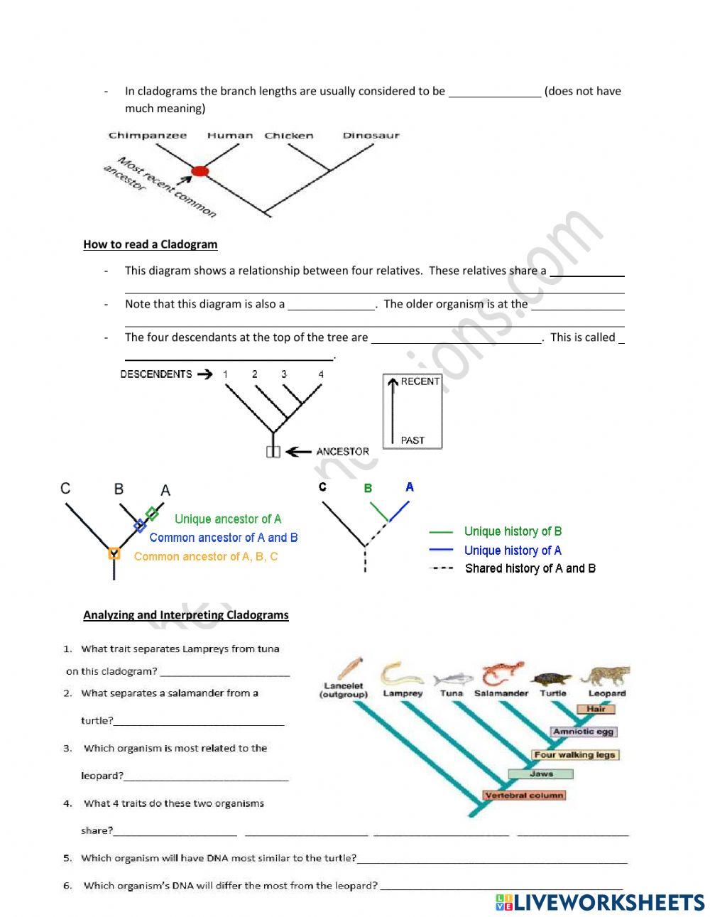 Cladograms & Trees Video Notes with video online exercise for Live Worksheets