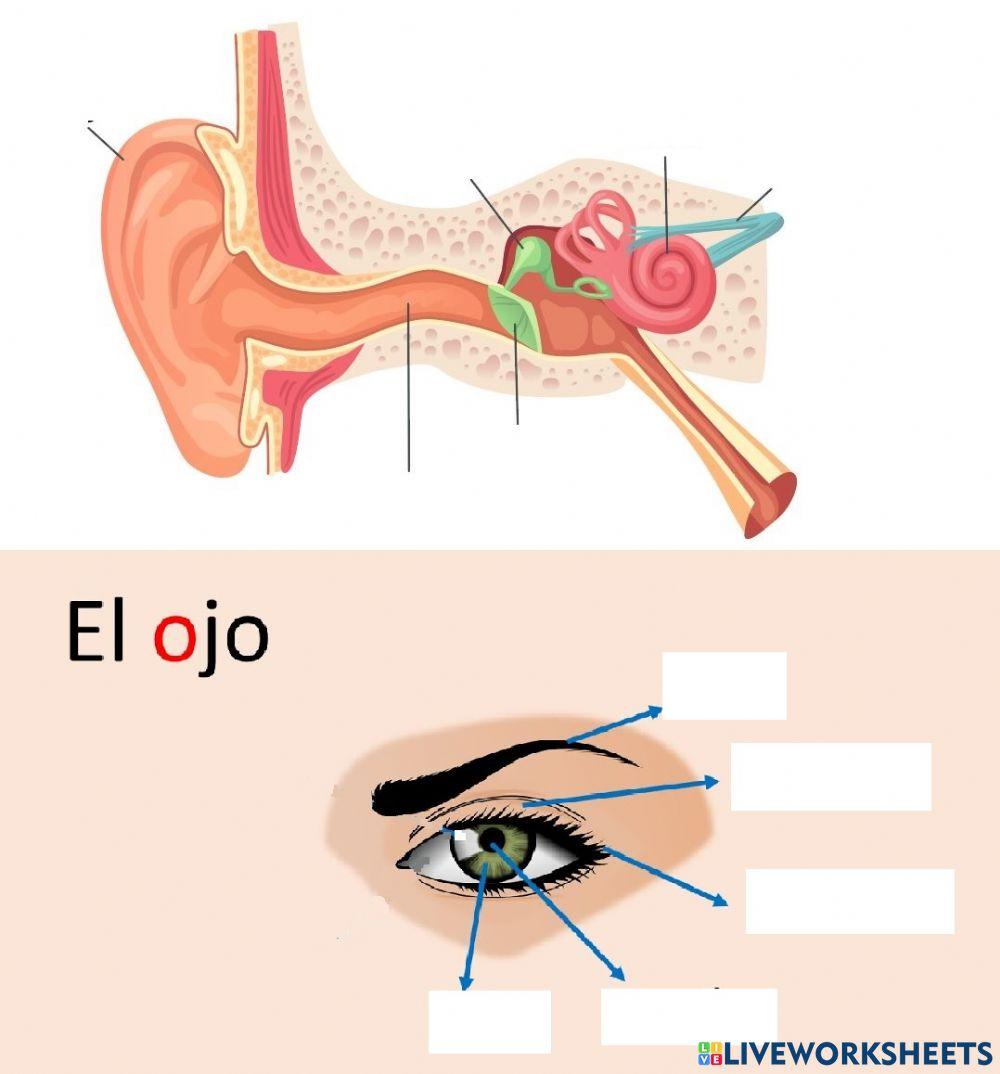 Partes del oído y ojo