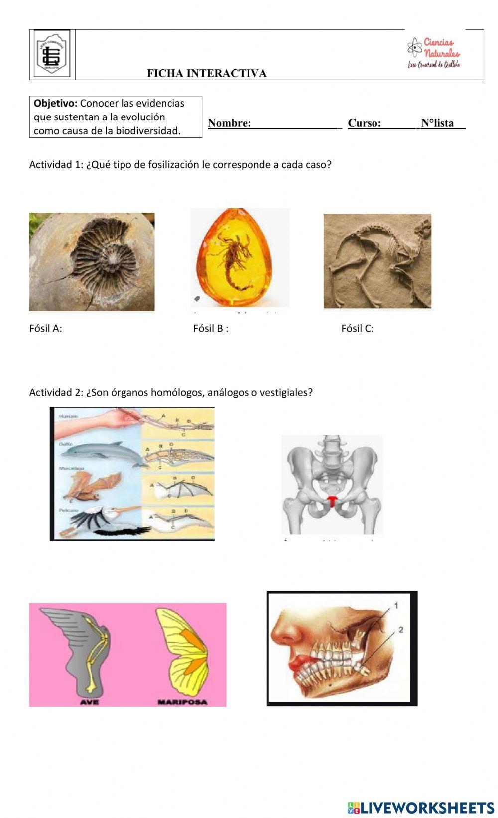 Evidencias de la evolución