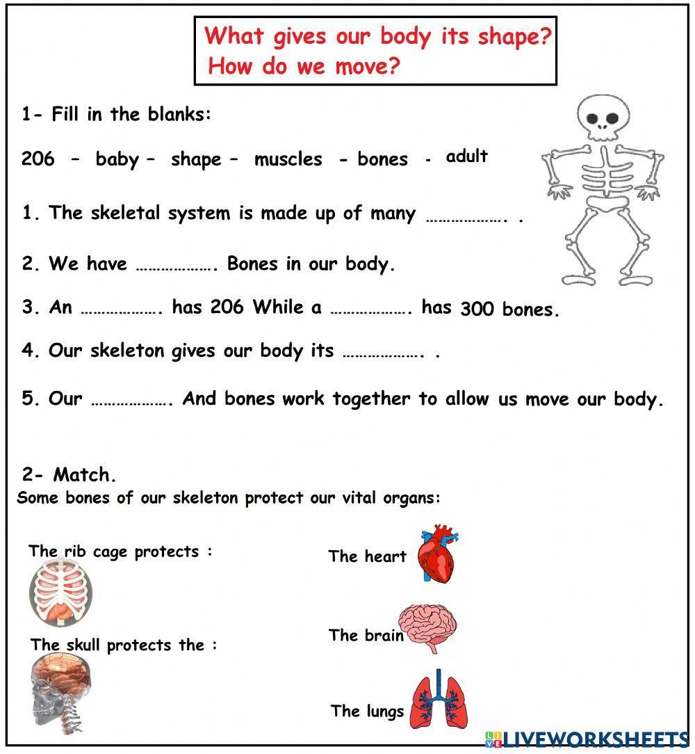 The skeletal system and the muscular system