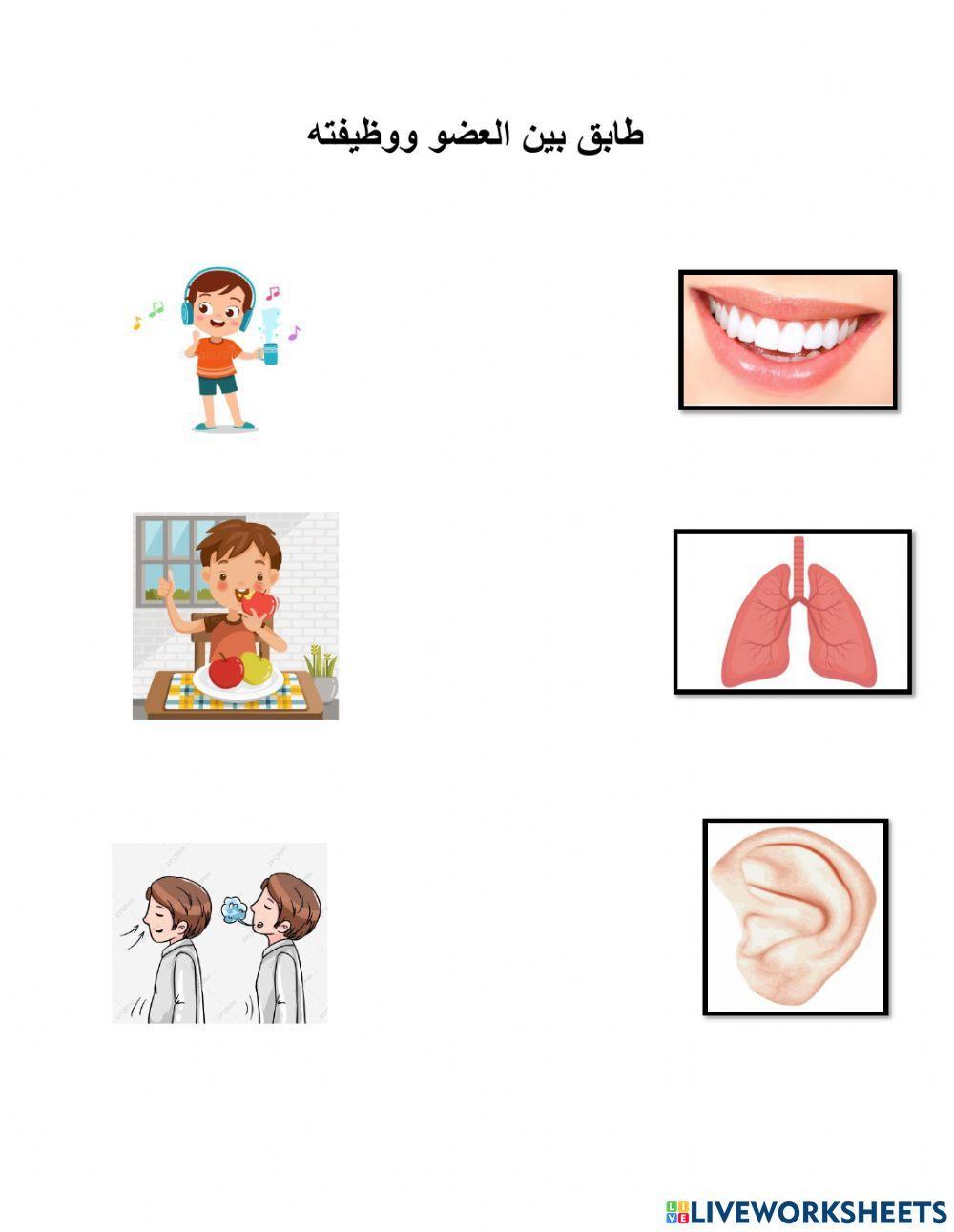 أعضاء الجسم أذن وأسنان ورئة