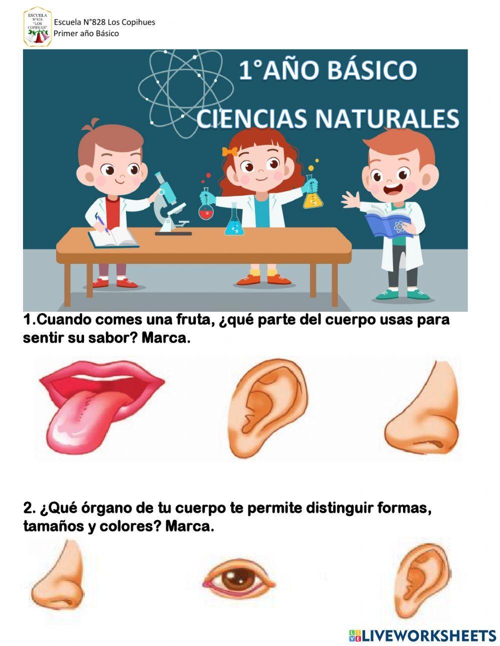 1°Ciencias naturales: Los sentidos 22.04.2021