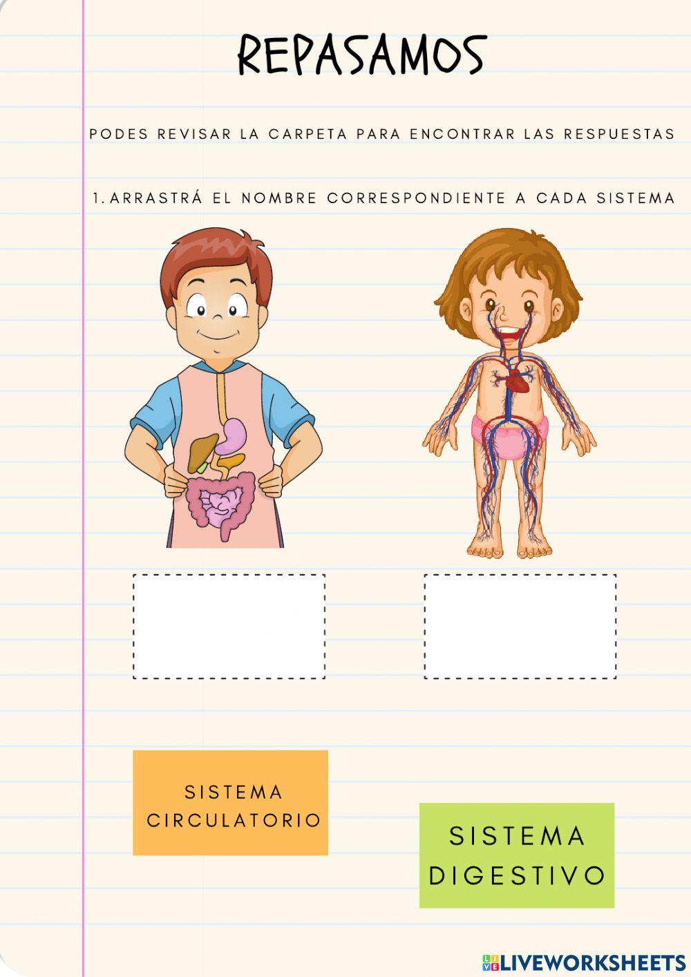 Repaso: Sistemas de órganos