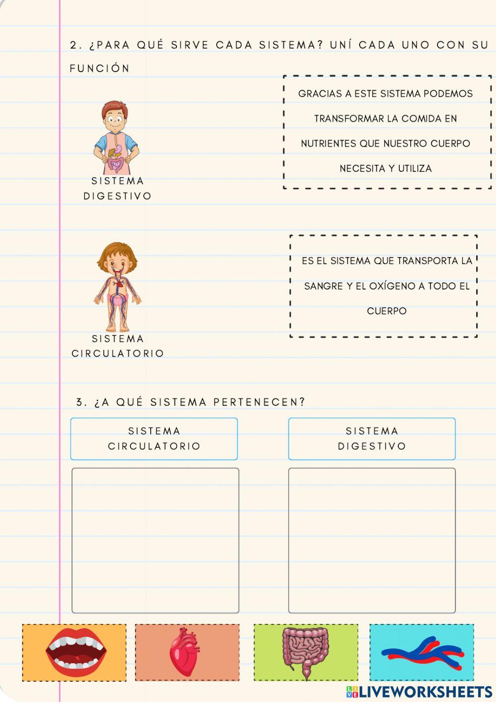Repaso: Sistemas de órganos