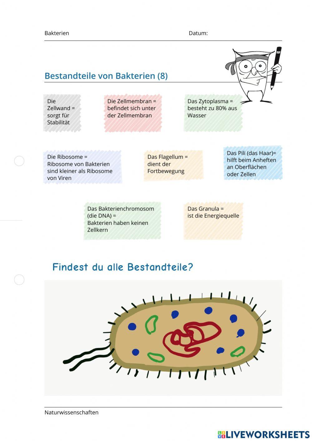 Bakterien (2)