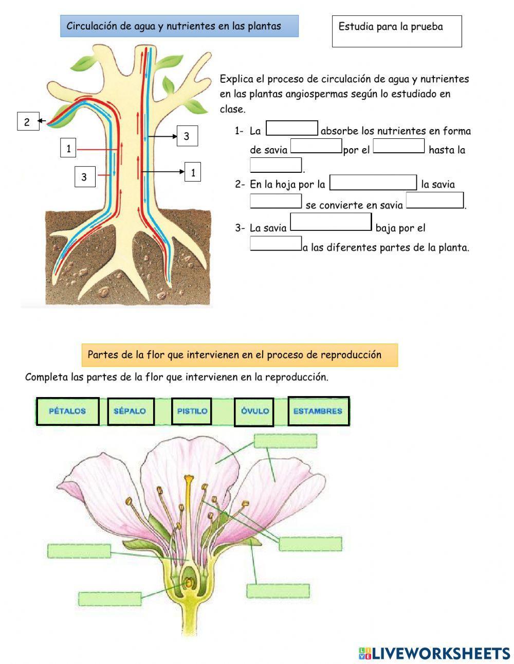 Estructura de la planta