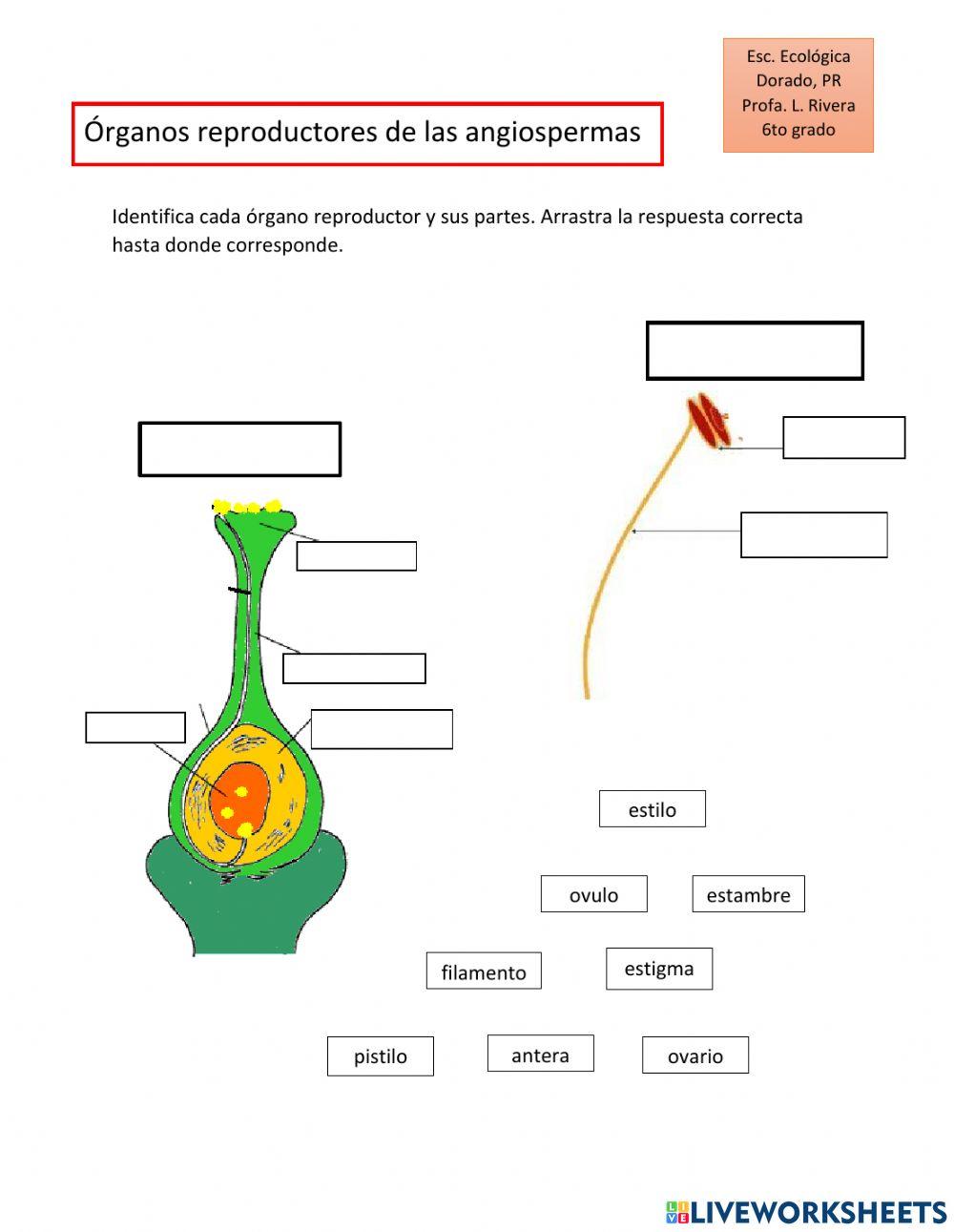 Organos reproductores de las angiospermas