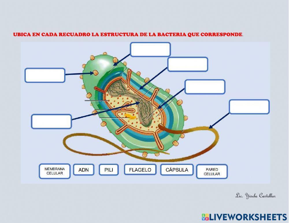 Estructura de las bacterias
