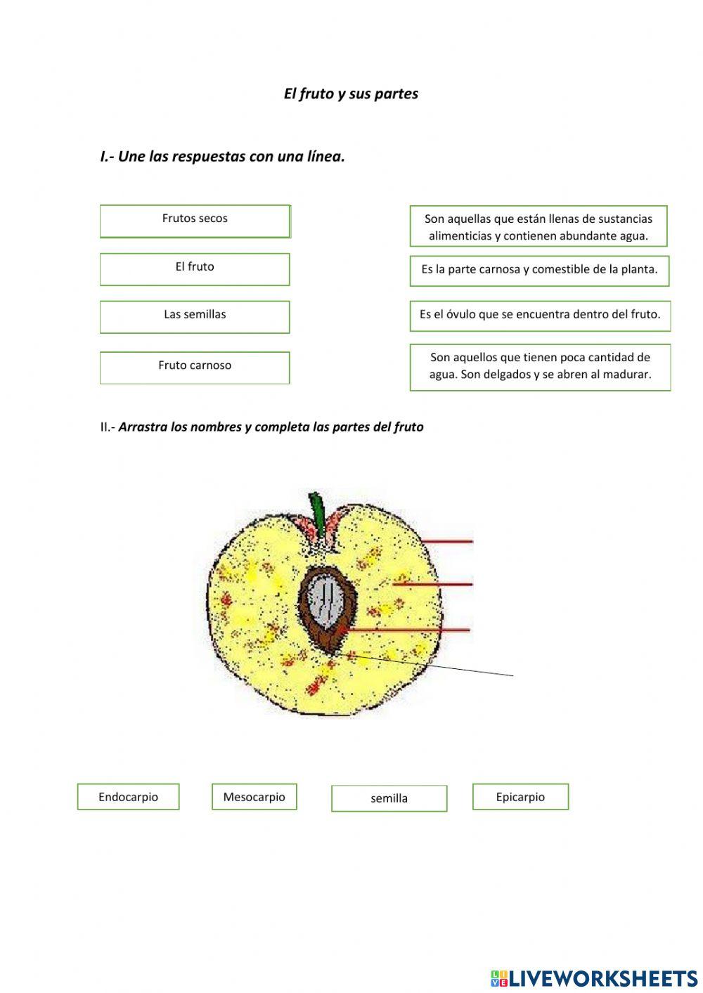 El fruto y sus partes