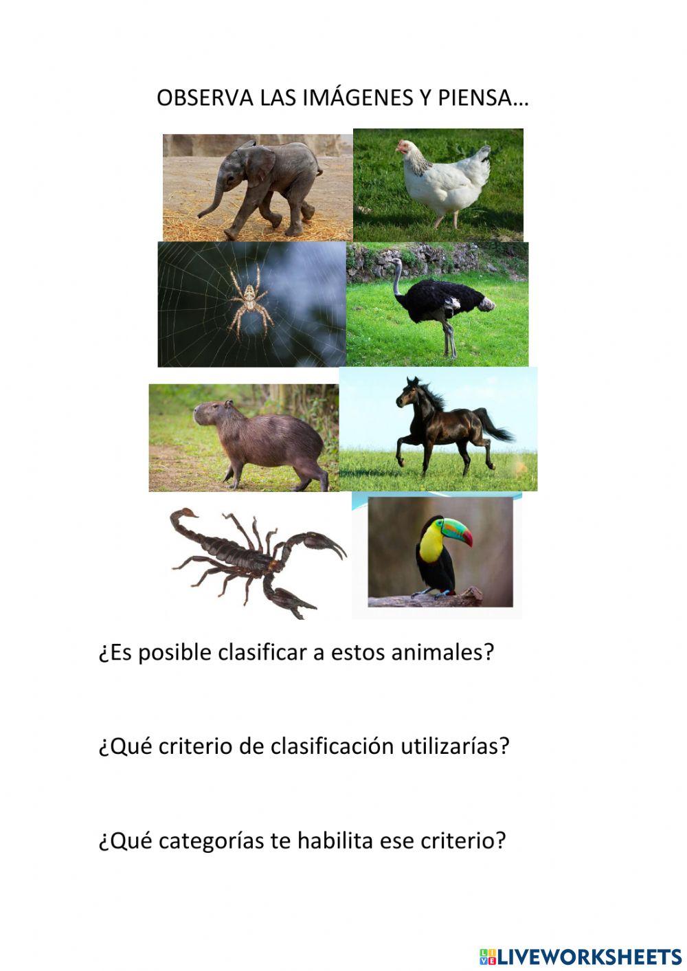 Criterio de clasificación y categorías