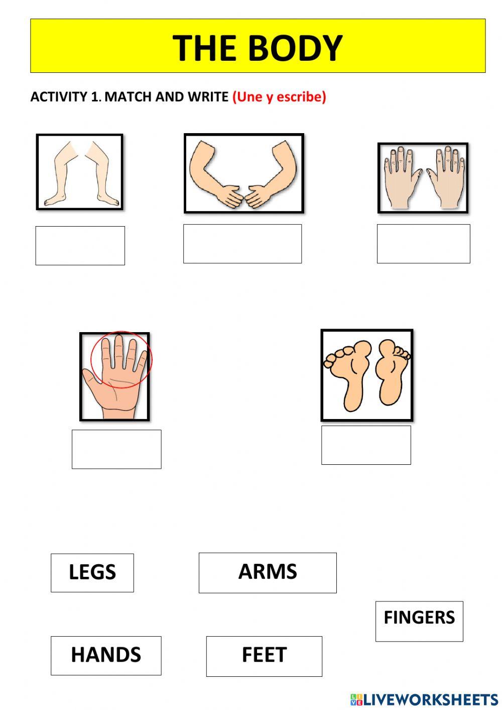 Parts of the body Activity 1