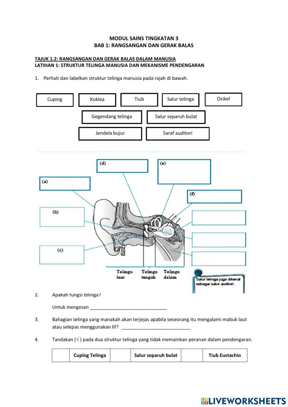 Struktur telinga manusia