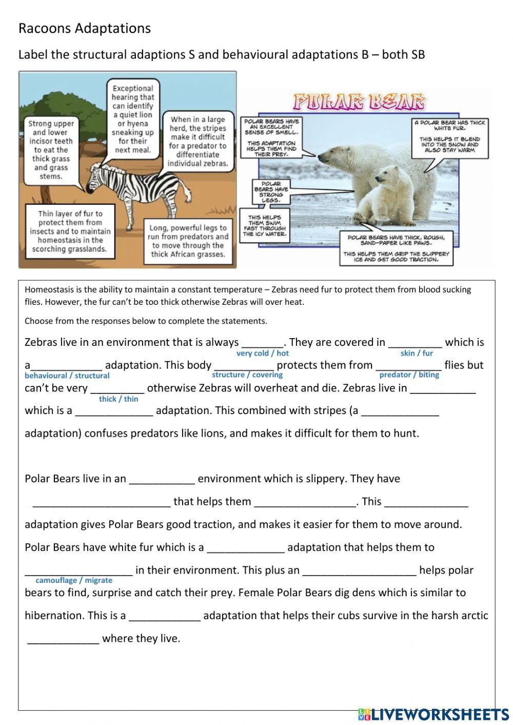 Polar Bears and Zebra Adaptations