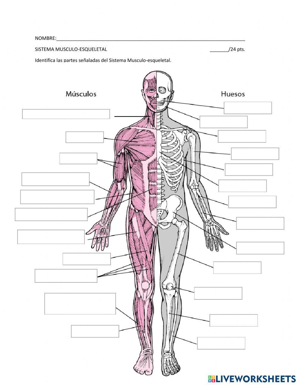 Sistema Musculo Esqueletal