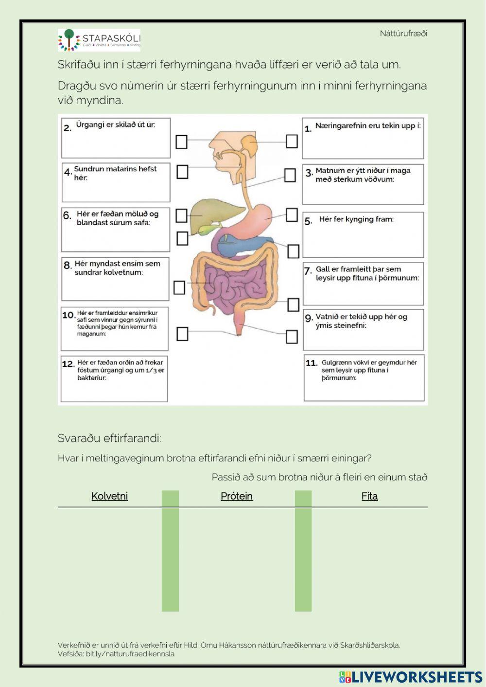 Meltingarvegurinn - vinnublað 1