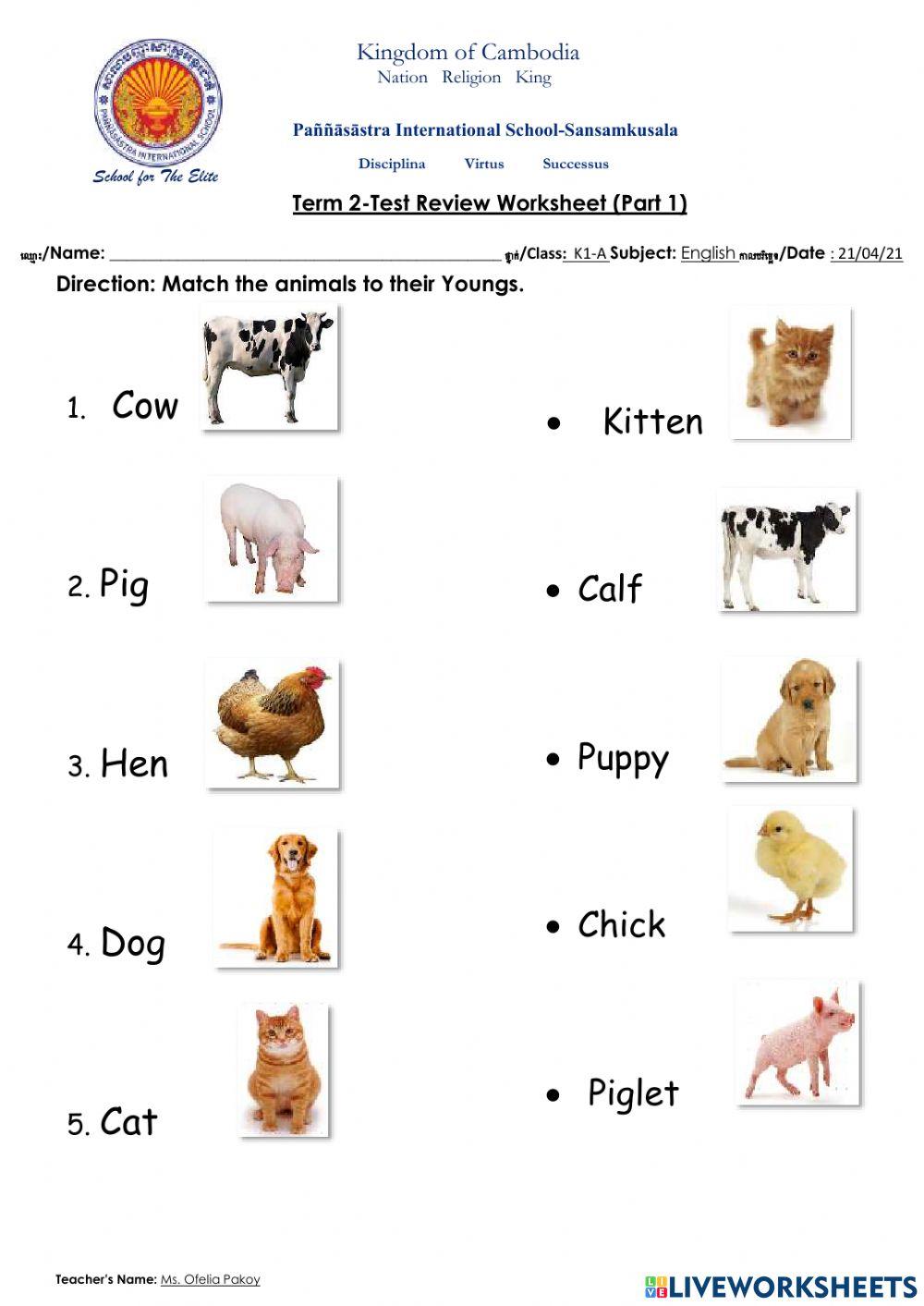 Animals and their Youngs