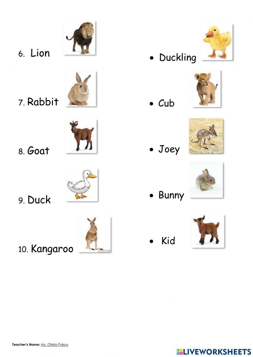 Animals and their Youngs