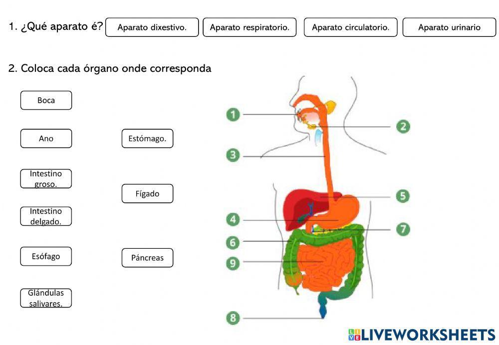 Aparatos na función de nutrición